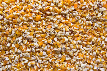 Bulk of corn grains