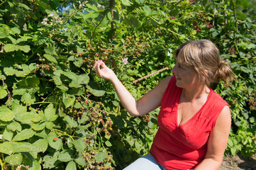 Picking blackberries