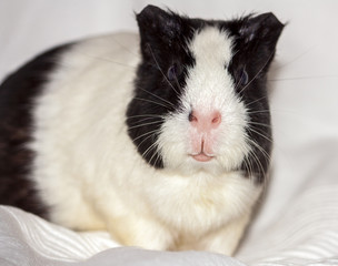 guinea pig, home pet