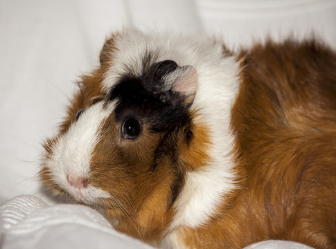 guinea pig, home pet