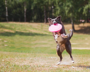 black and white Border Collie Frisbee. Canine sports.