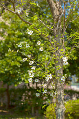 White flowering dogwood tree (Cornus florida), Japan