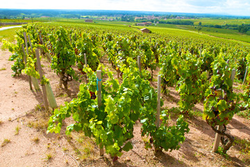 vignoble chénas beaujolais