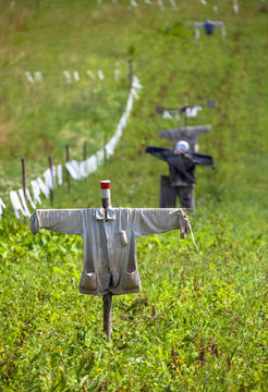 Scarecrow on a field