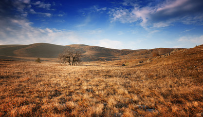 Fototapeta na wymiar Lonely tree in a field under a blue sky