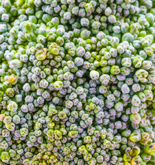 Close up broccoli