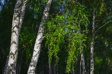 forest birch