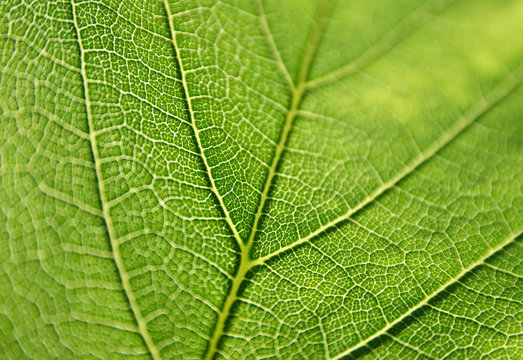 Green Leaf