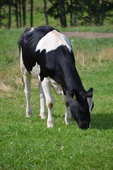 Sauerland in Germany