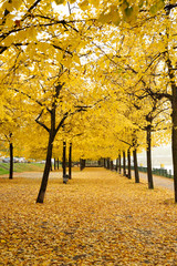 Naklejka premium Golden autumn