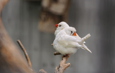 white amadina