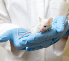 Scientist holding white laboratory mouse (mus musculus) in hands