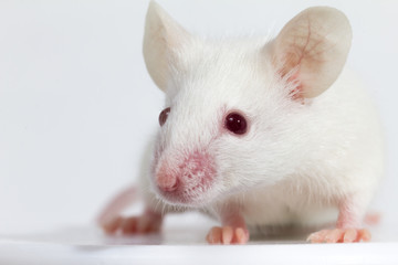 White laboratory mouse (BALB/C), white background