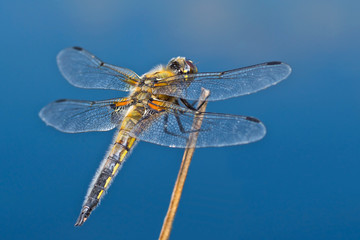 Dragonfly on a twig
