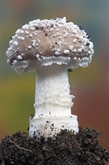 Amanita pantherina.macro of this beautiful mushroom