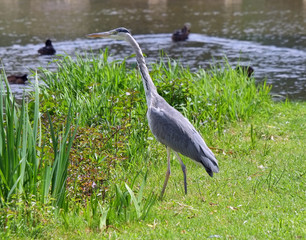 Fischreiher