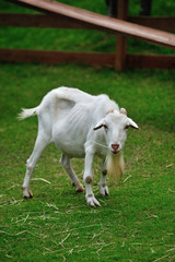 ヤギのポートレート