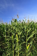 Green corn field