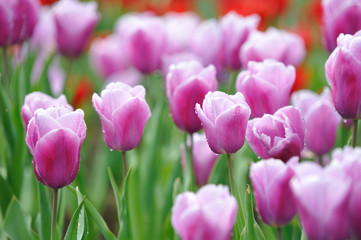 Fototapeta premium Tulipany