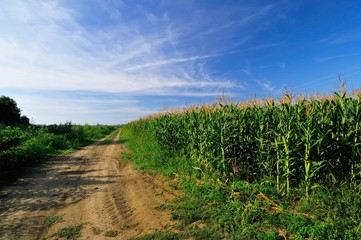 Obraz premium Rural road next to the corn field