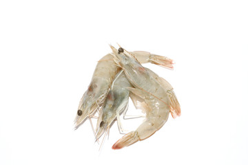 crevettes tropicales