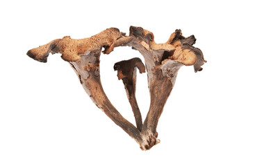 Obraz premium craterellus cornucopioides, horn of plenty