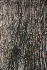 Closeup background of Tree bark texture.