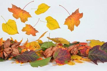 fallende blätter im herbst