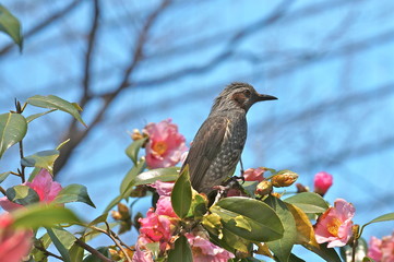 椿にヒヨドリ