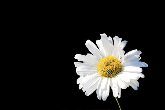 Fototapeta Daisy on Black