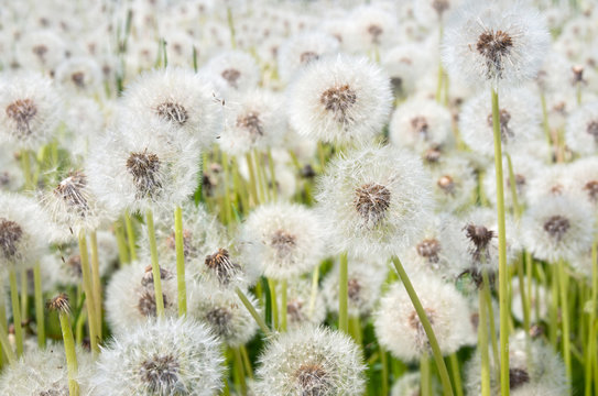 Dandelions in a field