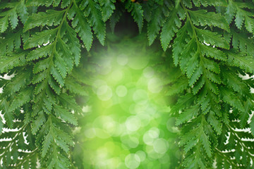 symmetry green leaf background. with bokeh at the center.