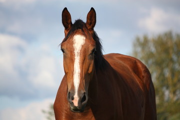 Obraz na płótnie Canvas Brown horse portrait at the field in summer