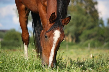 Fototapeta premium Koń gniady jedzący trawę