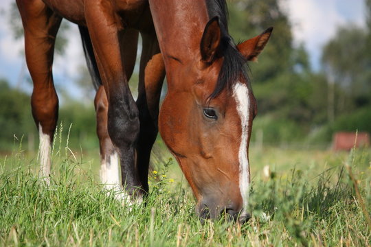 Bay horse eating grass