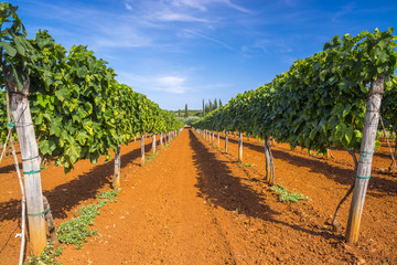 Green vineyard rows near Rovinj, Croatia - 69376348
