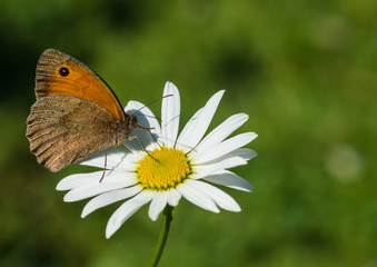 Meadow Brown Browsing