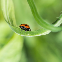 Beneath The Beetle