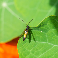 Wasp Watching