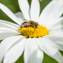 Suckling Hoverfly