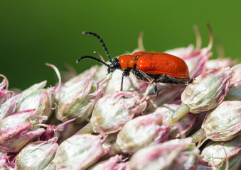Lily Beetle Profile