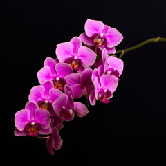 pink orchid flowers on black