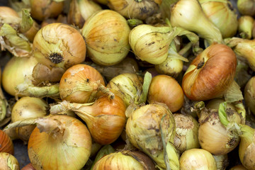 onions on the white background