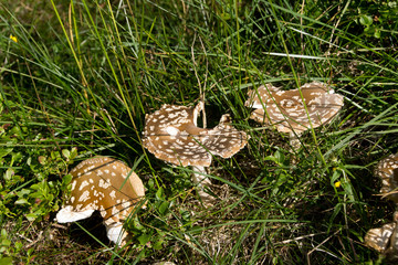 Pilze im Gras
