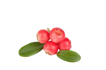 cowberry berries with leaves isolated on white background