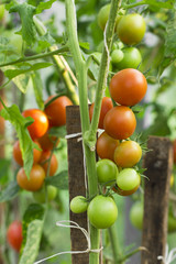 tomato on the white background