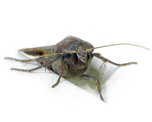 Moth