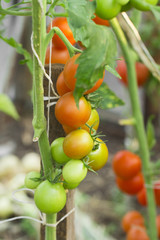 tomato on the white background
