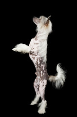Hairless Chinese Crested dog standing up over black
