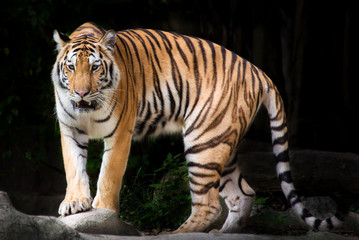 Fototapeta na wymiar Portrait of a Royal Bengal tiger